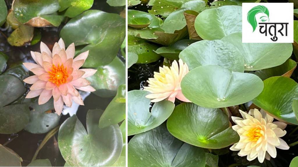 Water lily, Characteristics of Water lily,