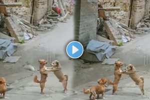 Two dogs fighting in road