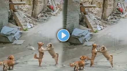 Two dogs fighting in road