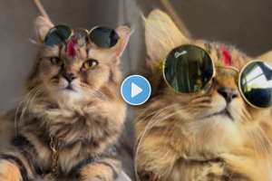 cat's stunning expression on the marathi song