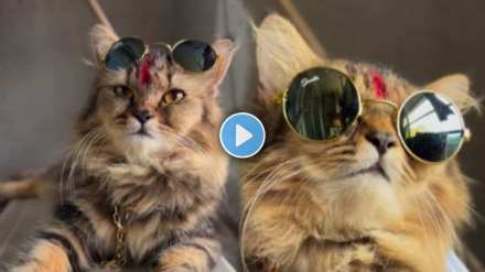 cat's stunning expression on the marathi song