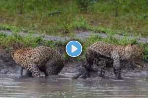 Leopard funny video