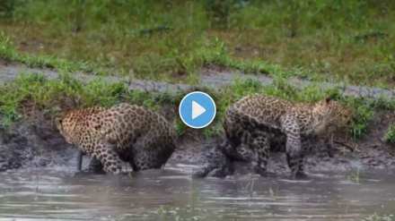 Leopard funny video