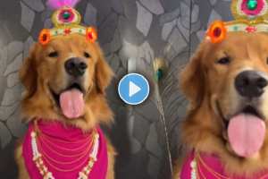 A young man dressed up a dog as Krishna made