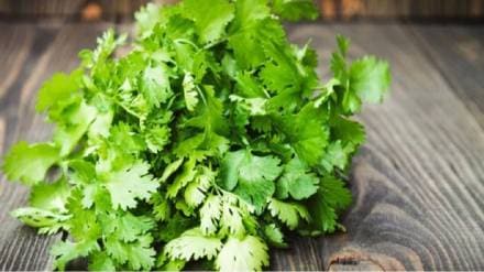 pair of Coriander Rs 60 to Rs 80 in pune retail market