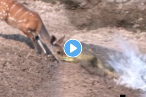 Animal fight video deer vs crocodile video