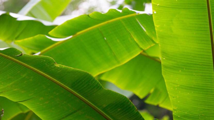 How Is Eating Food On Bananas Leaves Good For Health 