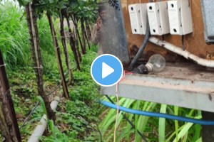 farmers be careful while working in farms during rainy season a snake was hiding under the electric box see the thrilling Shocking video