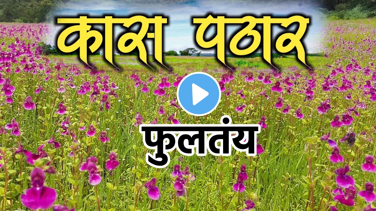 Satara Kas Pathar Kaas Plateau Sahyadri Sub Cluster Of The Western ...