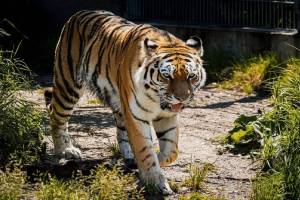 tiger killed laborer harvesting bamboo in Ballarpur forest