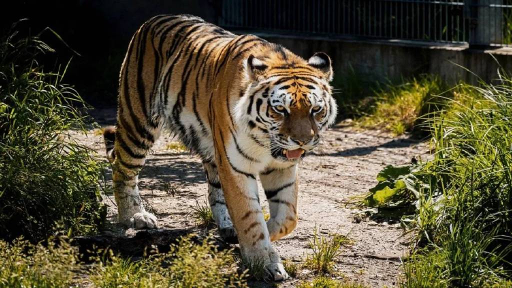 tiger killed laborer harvesting bamboo in Ballarpur forest