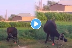 Cow viral video