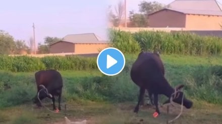 Cow viral video