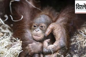 ORANGUTAN MALAYSIA