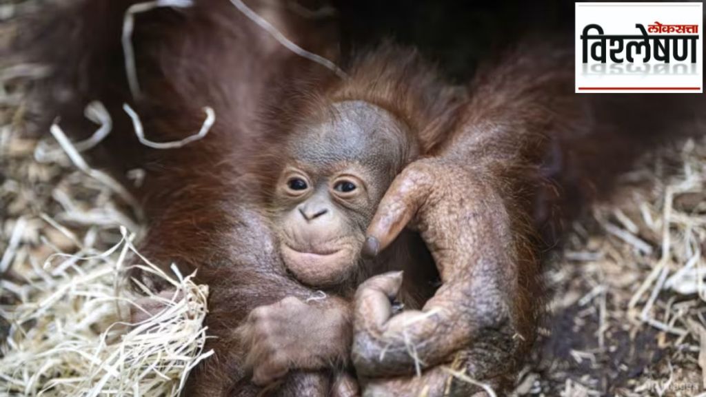 ORANGUTAN MALAYSIA