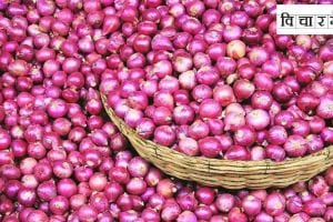 Onion Mahabank is not viable even easier viable storage of onion is possible