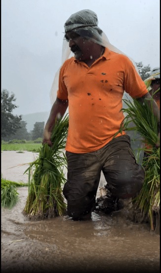 Pravin Tarde Rice Farming