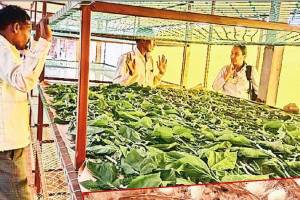 Silk worm farming by tribal farmers