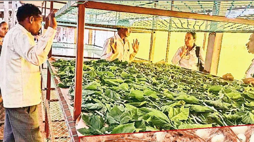 Silk worm farming by tribal farmers