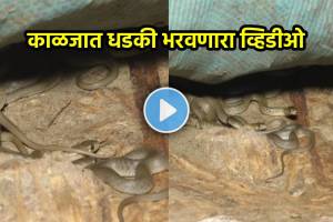 Snakes Viral Video