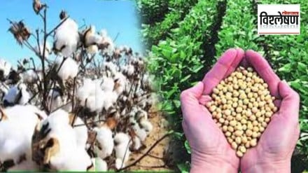 Loksatta explained Soybean cotton producers how much relief from financial assistance