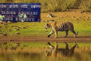 Tadoba Tiger Safari and Tourism become Expensive