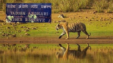 Tadoba Tiger Safari and Tourism become Expensive