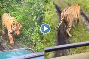 try to blocking the path of the tiger in Tadoba