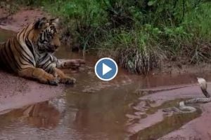 Thrill between tiger and cobra in Tadoba video goes viral