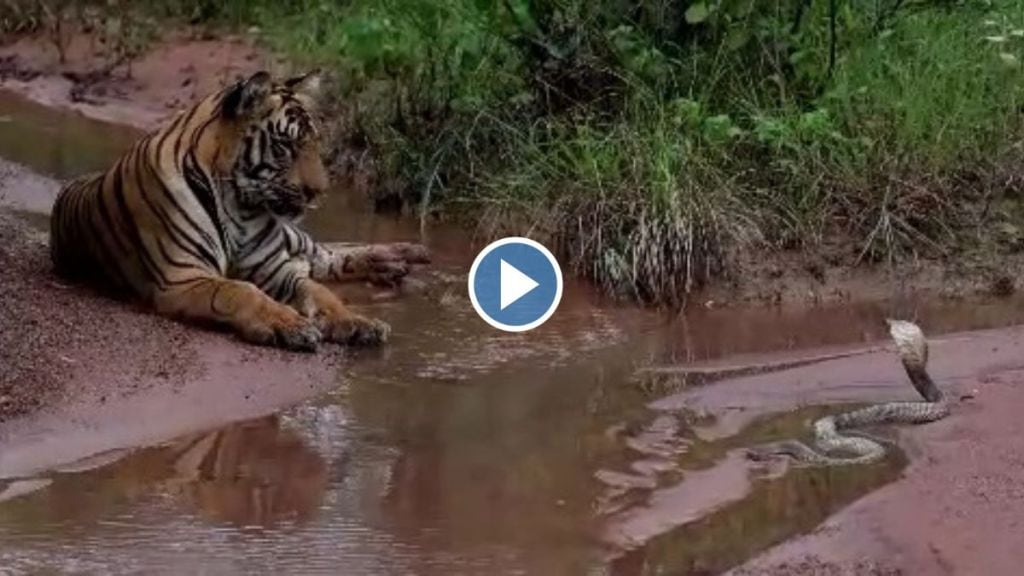 Thrill between tiger and cobra in Tadoba video goes viral