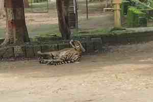 Tiger, Resort, tiger enters in resort, Pench Tiger Reserve, Tourists, Madhya Pradesh, Panic, Forest Department, Wildlife,