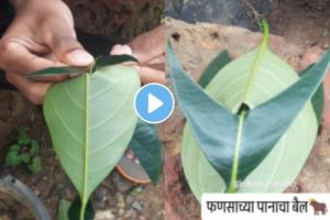 did you Ever made a bull from jackfruit leaf | childhood game