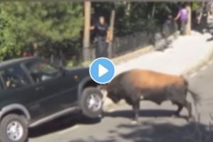 A bull Picked up a four-wheeler vehicle with full of people