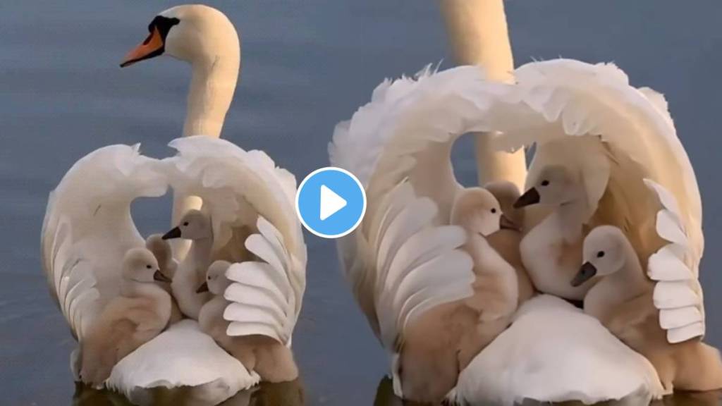 Viral Video Of Swan Make Beautiful House By Spreading Her Wings