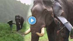 VIRAL VIDEO: भरपावसात हत्ती साथीदारासह निघाला फेरफटका मारायला; हातात छत्री घेऊन, निसर्गाचा आनंद लुटणाऱ्या दोघांचा ‘हा’ जादुई क्षण पाहा
