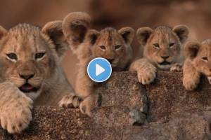 Viral video of lion cubs staring camera