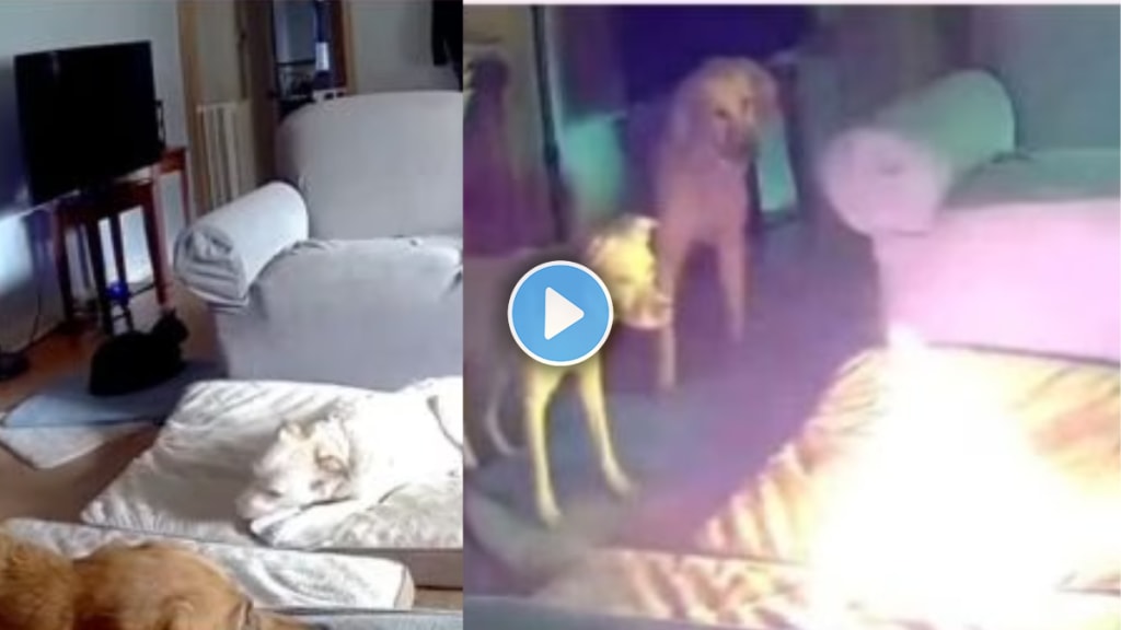 Watch Pet dog starts house fire after chewing on power bank in US