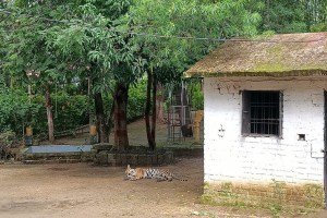 tiger, Pench, resort, Turia, Pench tiger,