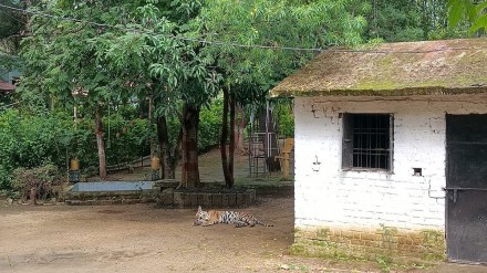 tiger, Pench, resort, Turia, Pench tiger,