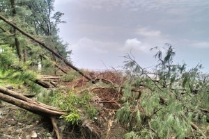 Vasai casuarina tree, casuarina, Vasai ,