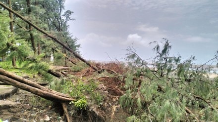 Vasai casuarina tree, casuarina, Vasai ,