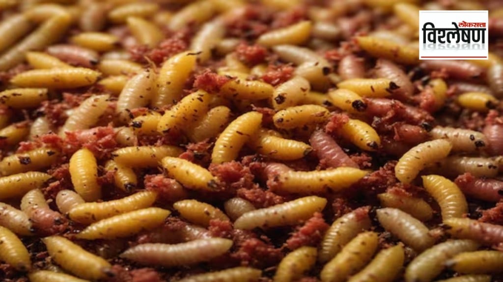 Why is it necessary to overcome the aversion to maggots for medicinal benefits