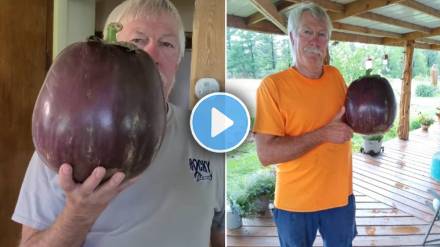 world biggest eggplant