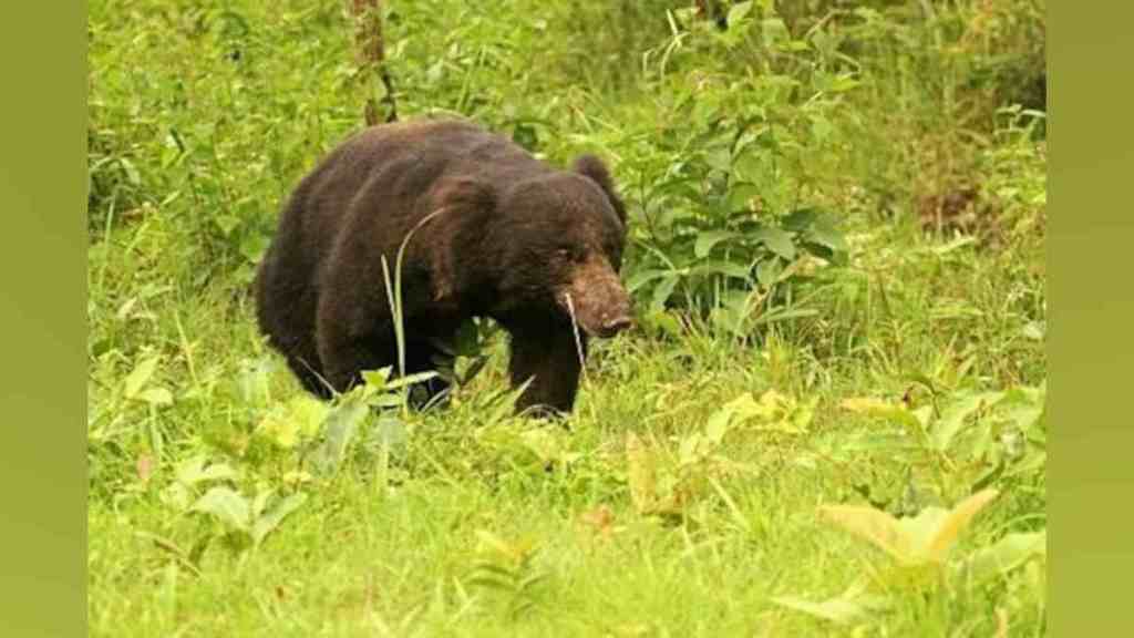 wardha | farmer killed in bear attack | Karanja Taluka |