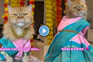 Cat viral video of wearing gulabi saree marathi look viral on social media