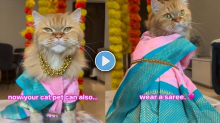 Cat viral video of wearing gulabi saree marathi look viral on social media