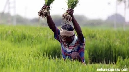 panvel rice farms threat marathi news