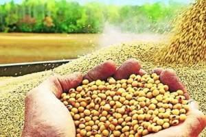 Maharashtra soybean prices drop marathi news