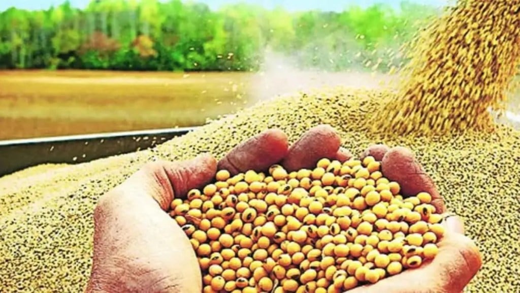 Maharashtra soybean prices drop marathi news