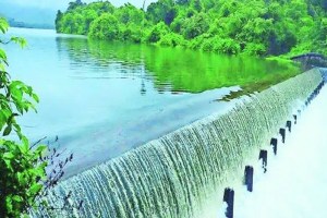 rainfall in koyna dam marathi news